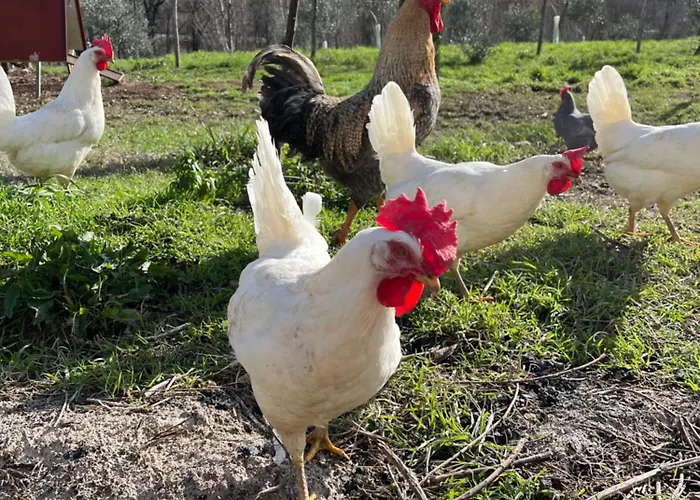 Ca' Belluccio * Santa Maria del Piano